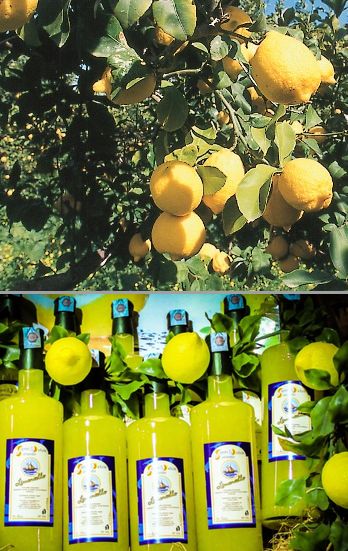 Amalfi-lemon